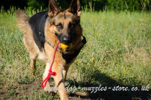 German shepherd puppy deals eating poop